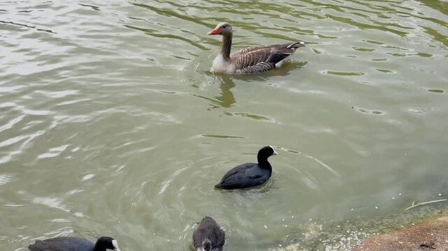 Eurasian coot and chick feeding near the water's edge. High quality 4k footage