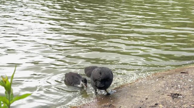 Eurasian coot feeding chicks on a lakeshore. High quality 4k footage