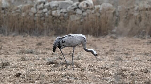 Common Crane (Grus grus) foraging in a harvested field near a stone wall