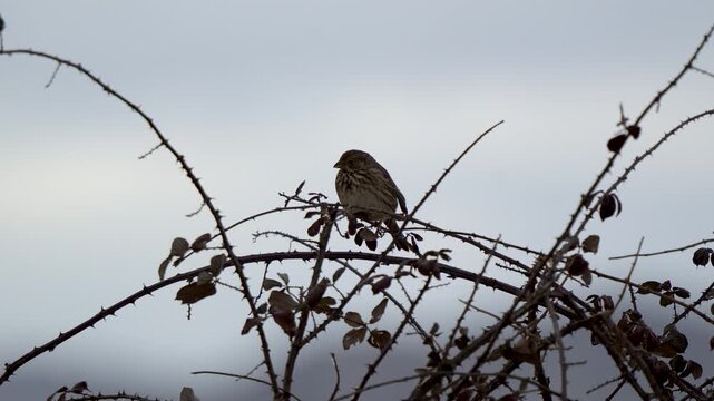 Corn Bunting (Emberiza calandra) perched on a thorny bramble bush