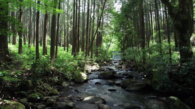 Cinematic drone flight moving slowly across a forest stream surrounded by Japanese cedar trees and moss-covered rocks in Odawara, Kanagawa, Japan.