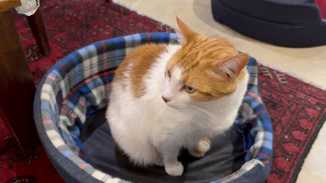 A white and brown cat sits on a cat bed.