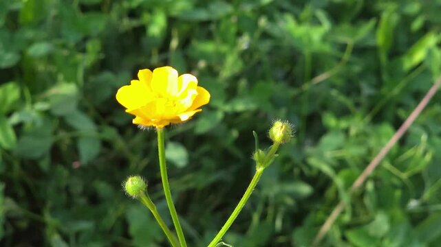 Yellow buttercup flower standing in green field during summer. Close up of golden wildflower with buds growing in meadow. Botanical nature and spring season plant.