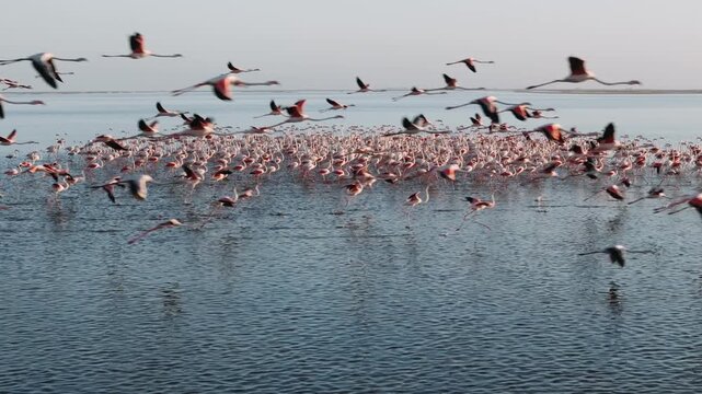 Large flock of pink flamingos in a serene lagoon in walvis bay, namibia, during a beautiful sunset. Majestic wildlife scene from walvis bay, namibia