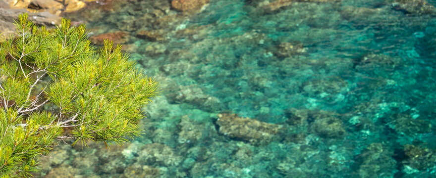 Mediterranean pine branches above crystal clear turquoise water