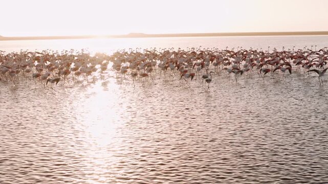 Aerial view of a flock of pink flamingos flying over the calm waters of a walvis bay, in namibia, africa