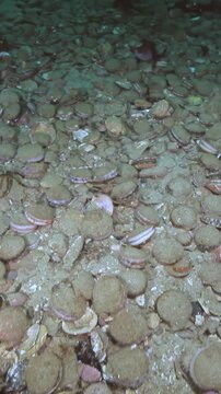 Explore the seabed teeming with scallops and the occasional starfish near Monterey Bay. Glimpse the ethereal underwater ecosystem where marine life thrives in the Pacific.