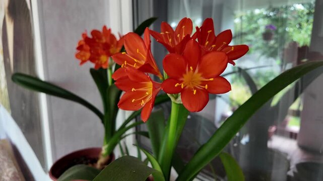 Vibrant orange Clivia miniata flowers blooming indoors near a window. Beautiful potted houseplant with bright petals and yellow stamens catching natural daylight. Close-up nature shot.