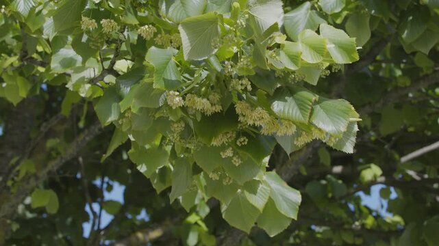 Close-up video of a blooming linden tree with delicate yellow flowers and green leaves waving in the wind.