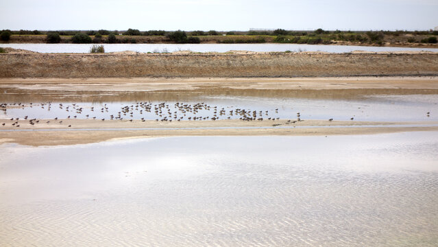 Ria Formosa mit Seev&ouml;geln