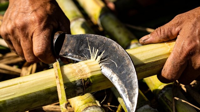 Cutting weathered bare forearms and hands slicing sugarcane stalks in field, with curved sickle