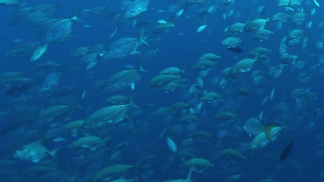 A mesmerizing spectacle unfolds underwater, a vast school of tuna swimming in harmonious motion.