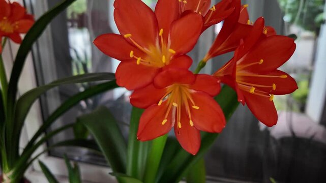 Vibrant orange Clivia miniata flowers blooming indoors near a window. Beautiful potted houseplant with bright petals and yellow stamens catching natural daylight. Close-up nature shot.