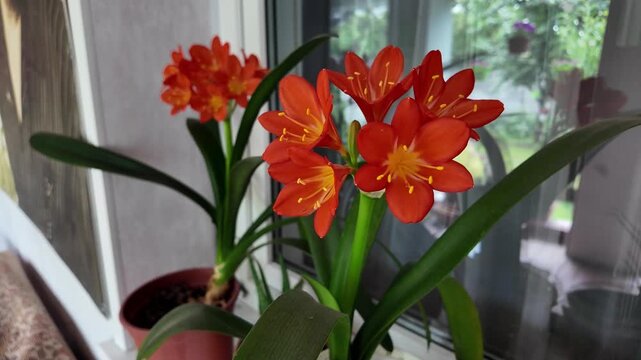 Vibrant orange Clivia miniata flowers blooming indoors near a window. Beautiful potted houseplant with bright petals and yellow stamens catching natural daylight. Close-up nature shot.
