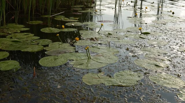 Serene pond with lily pads and yellow water lilies under soft natural light