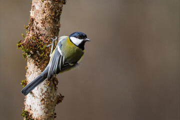 Great Tit (Parus major) perched on a mossy tree trunk © Jhony