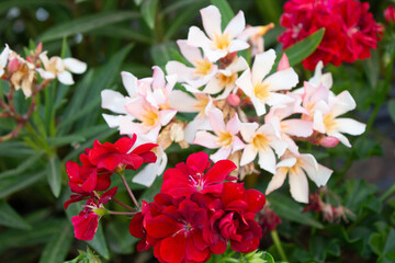 Fototapeta premium Geranium and Oleander Flowers Pale Pink and Red png nature photography macro closeup bight colours colors pelargonium nerium oleander native mediterranean plants flower close up depth of field floral