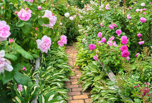 ロイズ・ローズガーデンに咲くピンクのバラとレンガの小径 Pink roses blooming along a brick path at ROYCE' Rose Garden