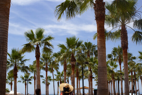 Row of Palm Trees Down Street spain fuengirola boardwalk malaga andalucia Andalusia costa del sol europe spanish european holiday vacation travel with woman in sunhat hat straw bow photography png