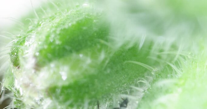 Detailed macro footage of insect compound eye and wing structure