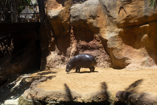 Pygmy Hippo Hippopotamus Bioparc Fuengirola rare endangered species protected conservation captive animal enclosure zoo safari west Africa Choeropsis liberiensis photography image photo png high res