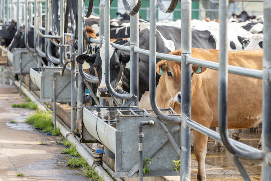 Dairy cows of various breeds in a dairy