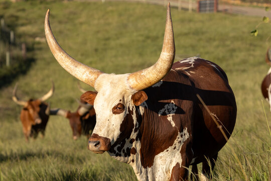 Ankole breed cow looking at camera