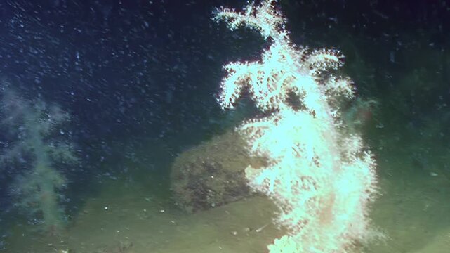 Soft coral sways gently in the ocean current. These fragile organisms create a small habitat on the ocean floor in the deep sea.
