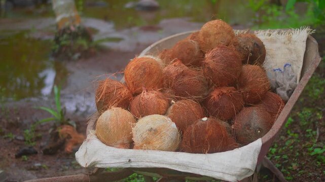 Harvested coconuts loaded in wheelbarrow at tropical farm