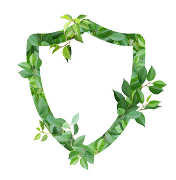 Shield made from green leaves. Safety, ecology, global ecological resource, go green concept. Environmental conservation, wildlife protection, Eco-friendly, Green Energy. Isolated on white background