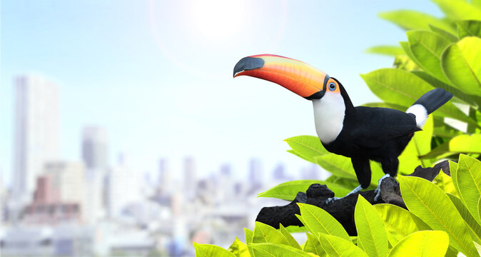 Modern environmentally friendly city, toucan bird and green leaves. Safety, global ecological resource, go green concept. Environmental conservation, wildlife protection, Eco-friendly, Green energy