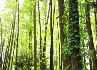 Fototapeta premium Picturesque landscape - sunny day in forest. Beautiful scene with rays of sunlight in a green forest, Belovezhskaya Pushcha Nature Reserve. Woodland in the national park Bialowieza Forest, Europe