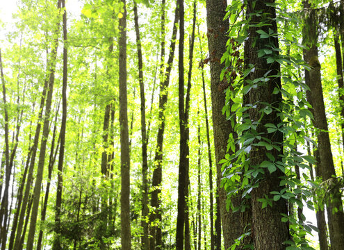 Picturesque landscape - sunny day in forest. Beautiful scene with rays of sunlight in a green forest, Belovezhskaya Pushcha Nature Reserve. Woodland in the national park Bialowieza Forest, Europe