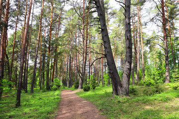 Fototapeta premium Picturesque landscape road in pine forest in sunny day. Beautiful scene with rays of sunlight in summer forest, Belovezhskaya Pushcha Nature Reserve. Woodland national park Bialowieza Forest, Europe