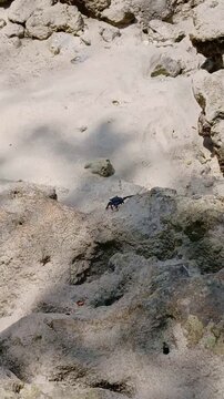 Black rock crab scurrying on coastal limestone rocks at Radhanagar Beach, Havelock Island, Andaman, India