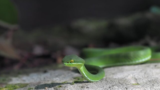 Green pit viper is classified as a mildly venomous snake; bites are usually fatal.