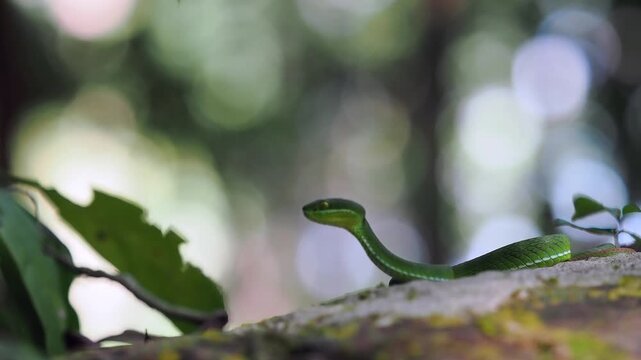 Green pit viper is classified as a mildly venomous snake; bites are usually fatal.