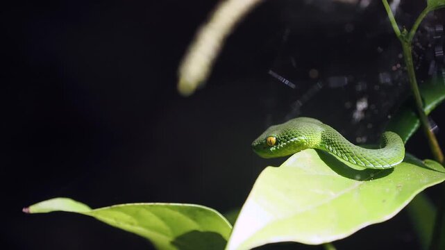 Green pit viper is classified as a mildly venomous snake; bites are usually fatal.


