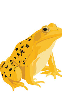 Bright Yellow Leopard Frog Sitting on White Background.