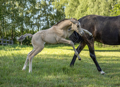Bocksprung eines 3 Wochen alten buckskin-farbenen Deutsches Reitponyfohlens hinter dunkler Mutter auf der Koppel in der Sonne