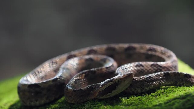 Malayan pit viper snake is often found coiled up on the ground, making it difficult to see and posing a danger if stepped on or approached.