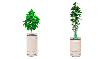 Fresh mentha spicata and origanum vulgare plants in pots isolated on transparent background for interior design. © ArchZone BD