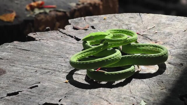 Ahaetulla prasina, or the bright green Asian vine snake, has a slender body and a pointed snout. Its venom, used to hunt small prey, is mild and not dangerous to humans.