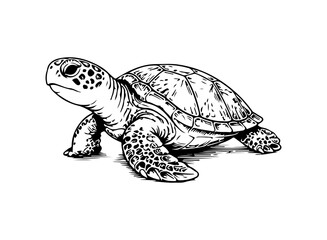 Fototapeta premium Simple hand drawn turtle animal sketch, engraved illustration of tortoise sea turtle clip art