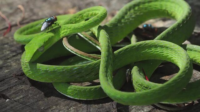 Ahaetulla prasina, or the bright green Asian vine snake, has a slender body and a pointed snout. Its venom, used to hunt small prey, is mild and not dangerous to humans.