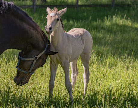 dunkelbraune Mutterstute reibt den Kopf an ihrem 3 Wochen alten buckskin-farbenen Deutsches Reitponyfohlen auf der Koppel in der Sonne