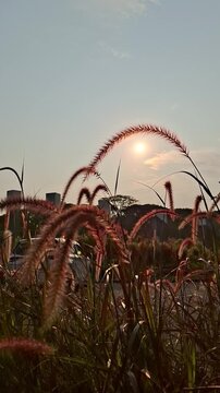 bunga yang indah sekali