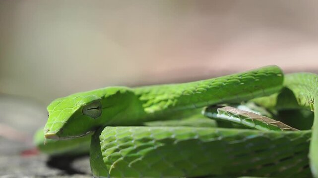 Ahaetulla prasina, or the bright green Asian vine snake, has a slender body and a pointed snout. Its venom, used to hunt small prey, is mild and not dangerous to humans.