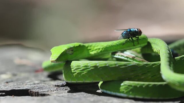 Ahaetulla prasina, or the bright green Asian vine snake, has a slender body and a pointed snout. Its venom, used to hunt small prey, is mild and not dangerous to humans.