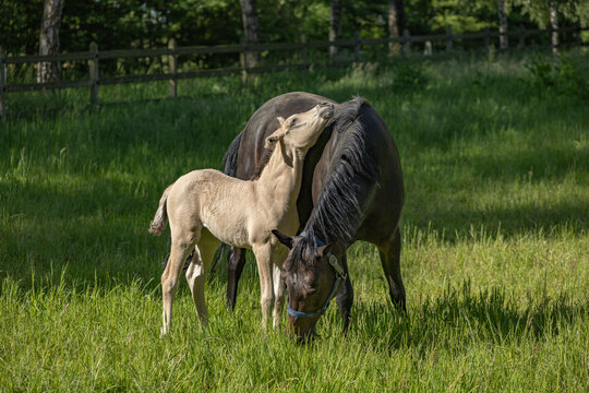 3 Wochen altes buckskin-farbenes Deutsches Reitponyfohlen schmust mit grasender dunkelbrauner Mutter auf der Koppel in der Sonne